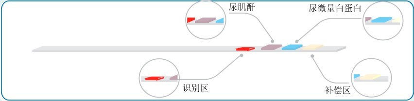 尿液两项分析试纸条（干化学法）Urine Reagent Strips